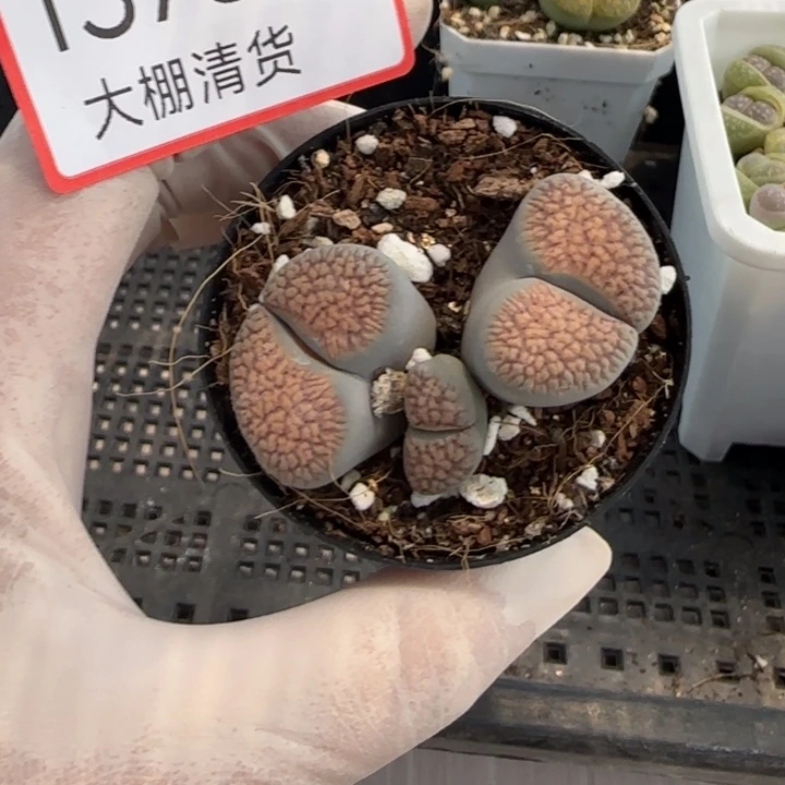 1378 大棚清货了专场
