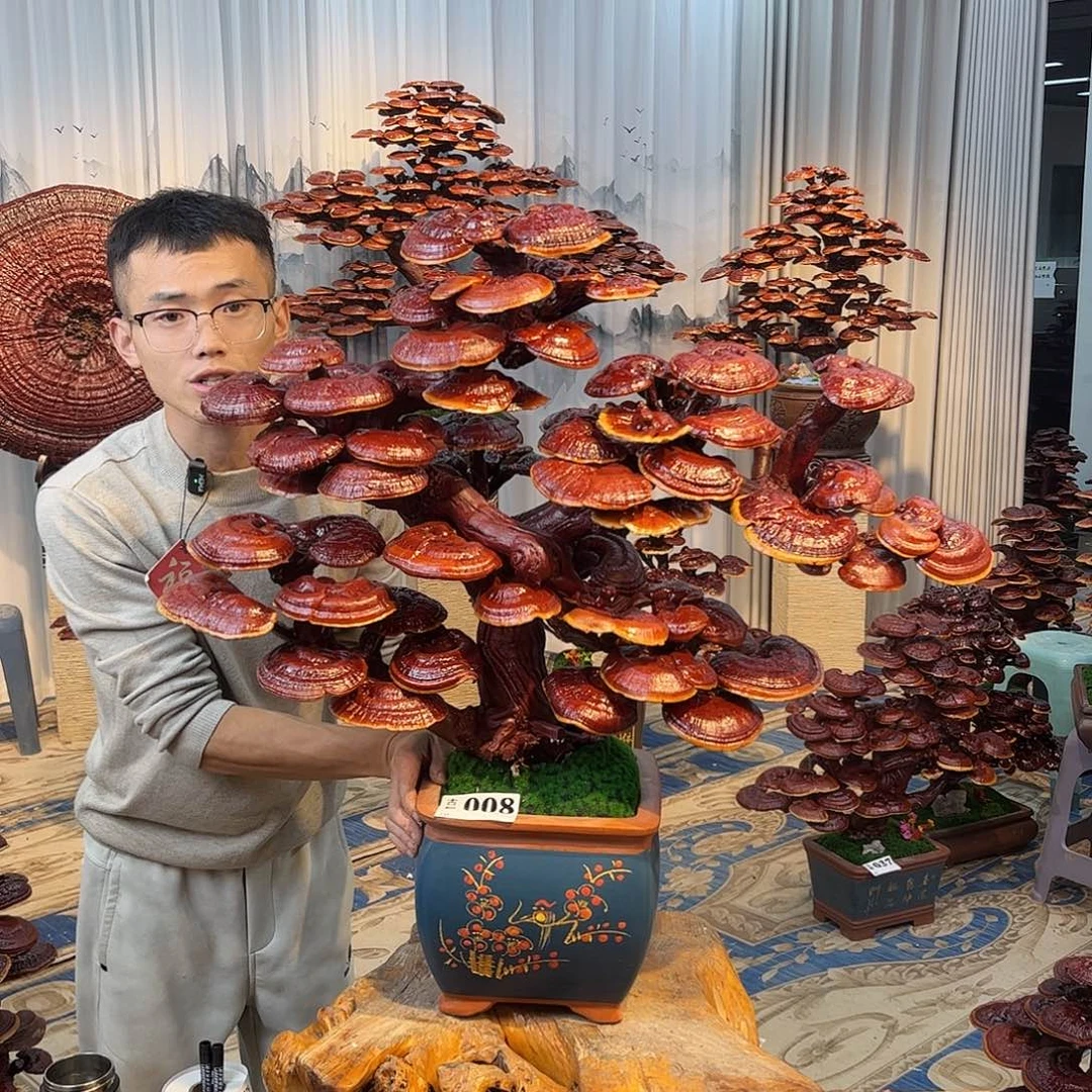 无花朵88888888888