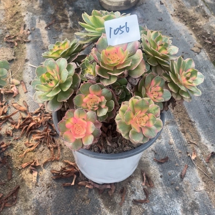 法师植物荔枝法师1056