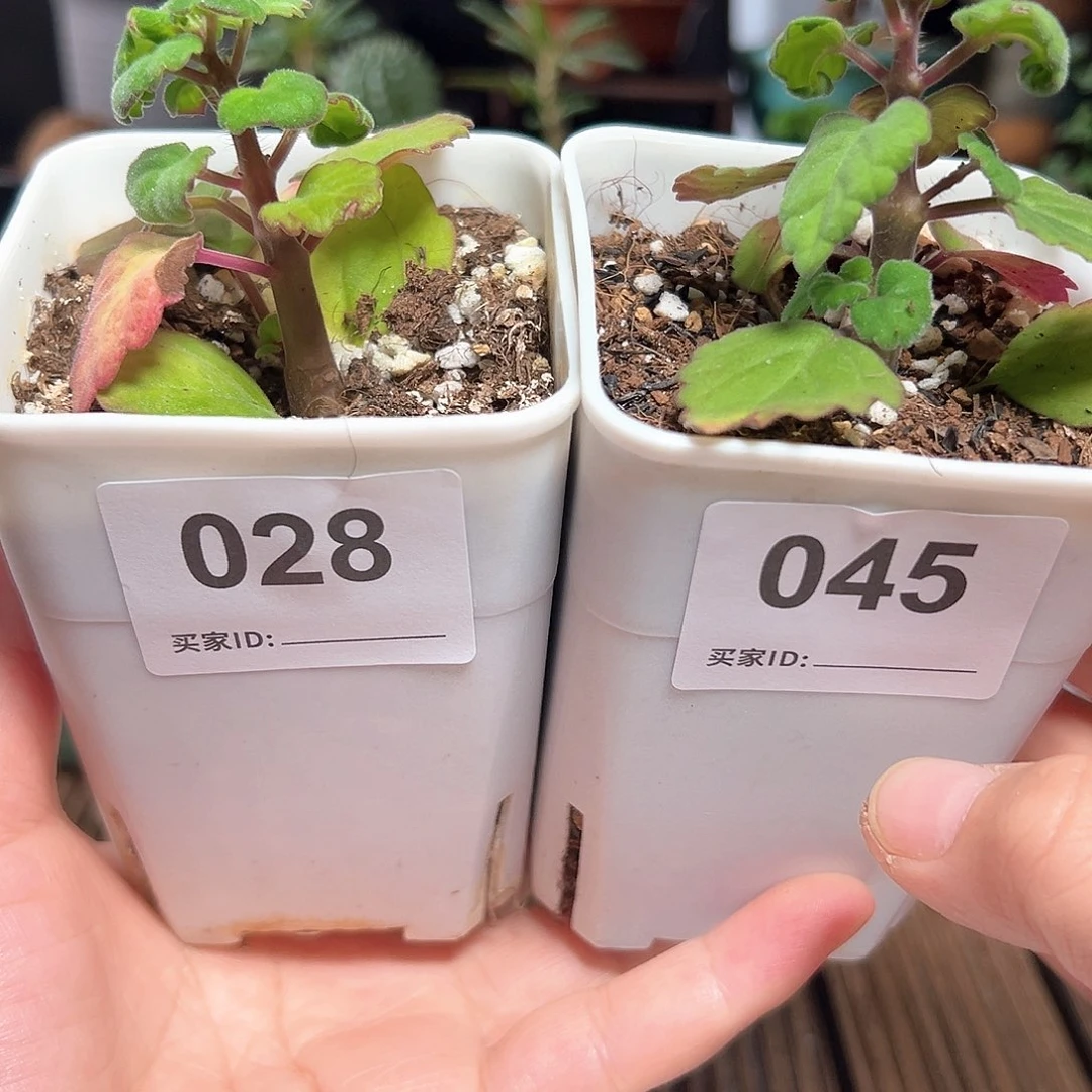 爱氏延命草带盆发货40包邮