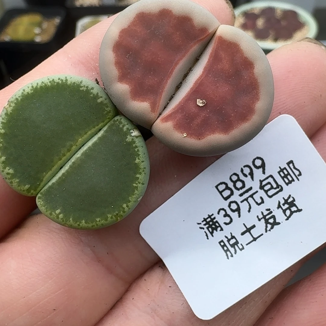 ε***宝898多肉哈哈哈哈哈哈哈哈