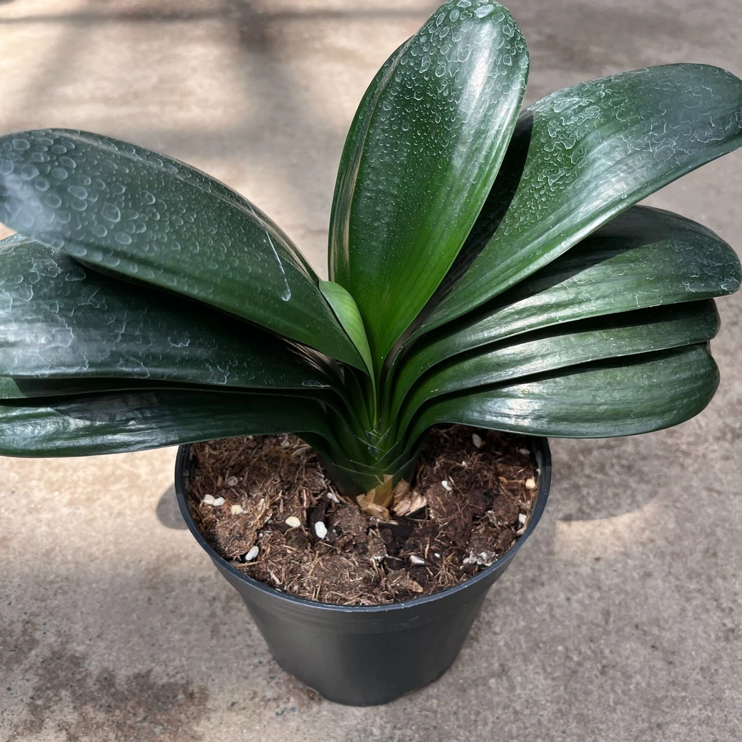 小盆君子兰盆栽室内外好养花卉耐寒耐热开花