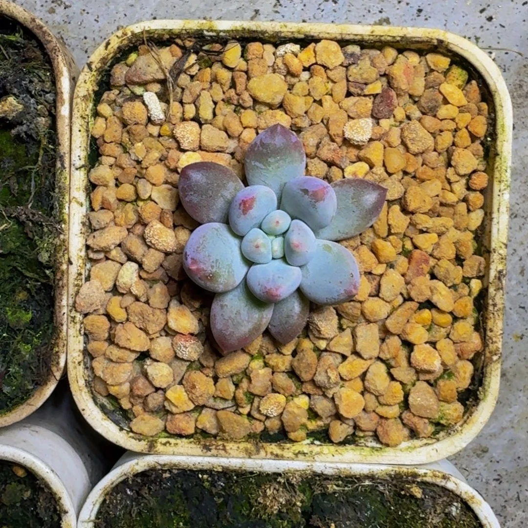 凯普盾 美人  一物一拍