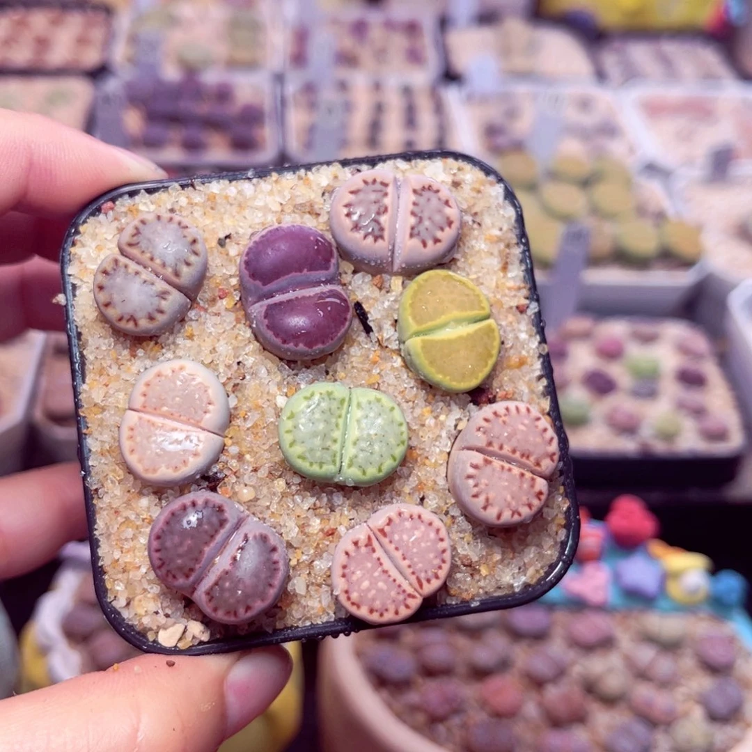 132号带盆包邮发货