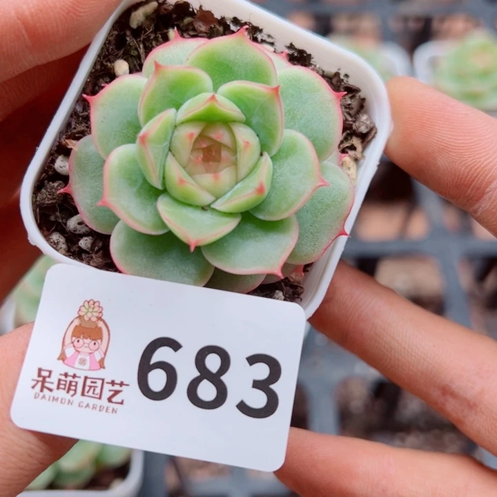 多肉植物多肉植物