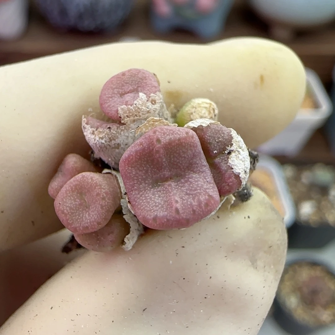 234伊尔马猪鼻子