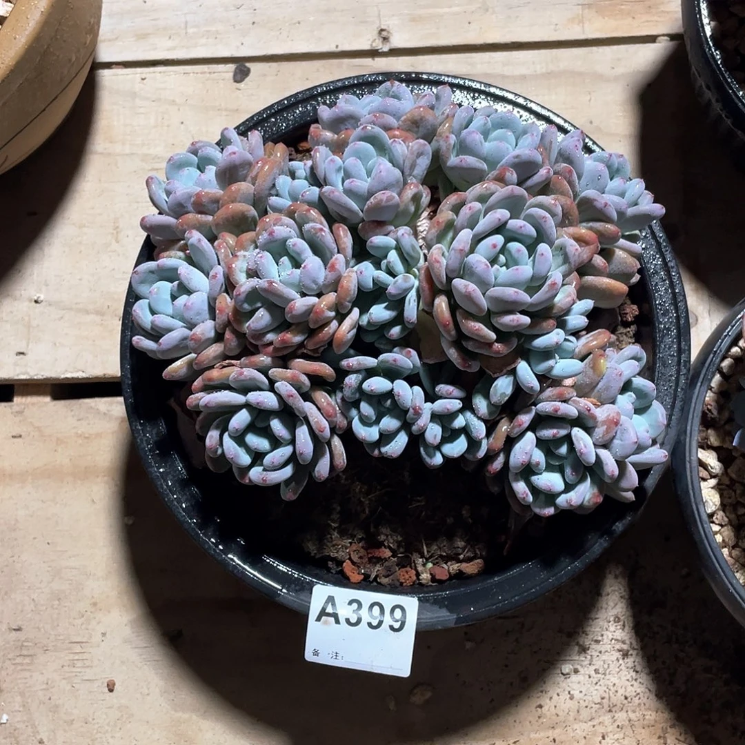 邹***阿399多肉植物多肉植物