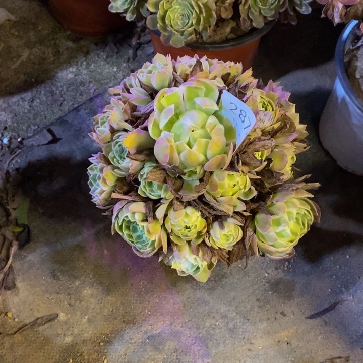 孔雀翎多肉断头不包2874