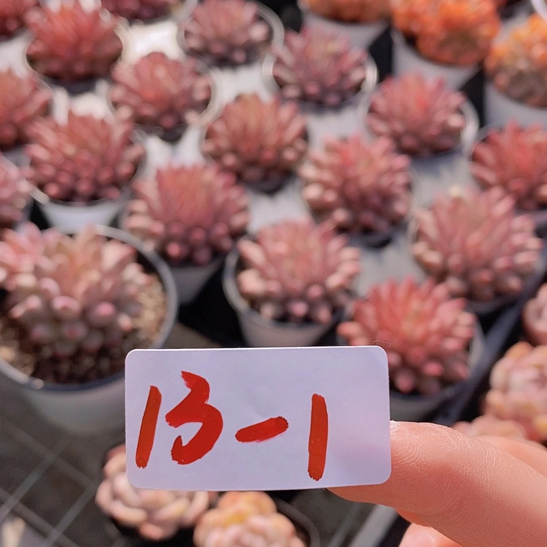 13-1小胖墩橙福利三颗量拍