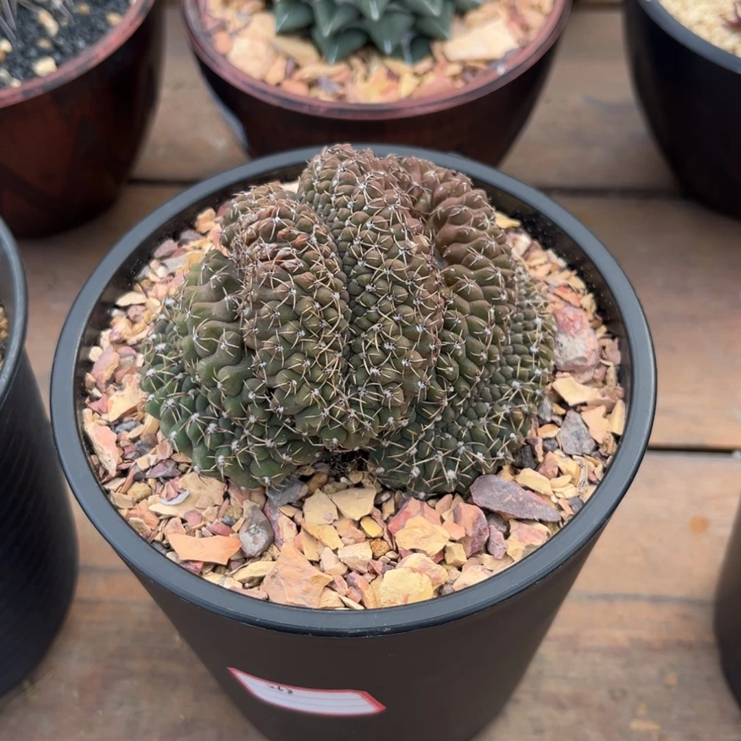 瑞昌玉杂守殿玉Zzzzzzzzzzzzzz