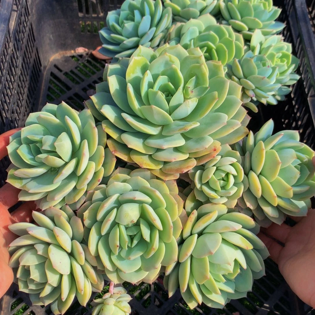 超大群恋曲多头一颗