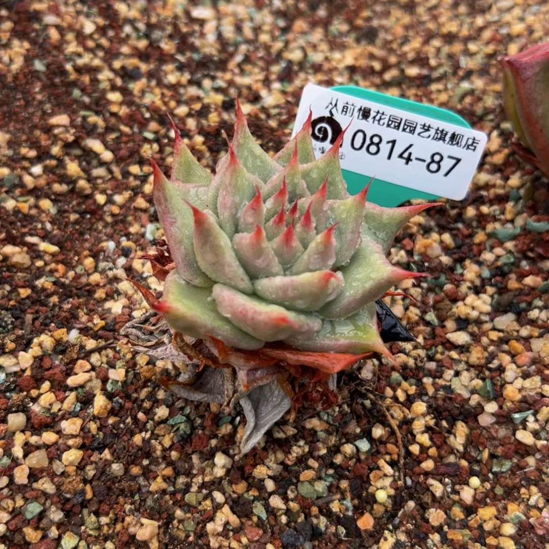 多肉一物一拍0814-87