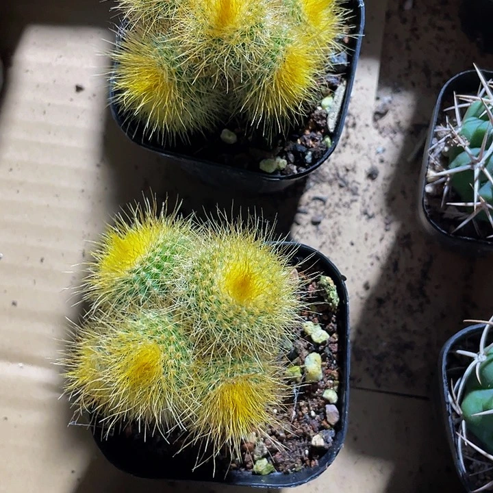 金丝猴9.9托土发货