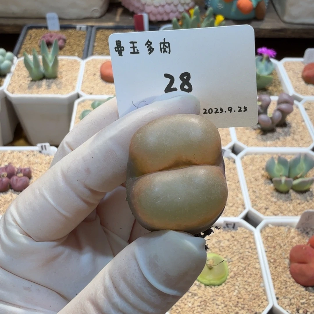 一***晴多肉多肉多肉9.25-028 Y240