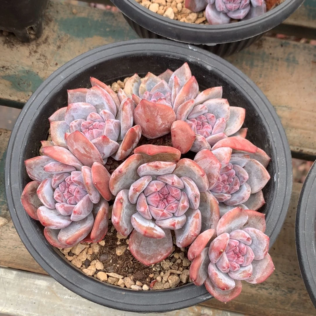 石榴籽紫皮紫心花花
