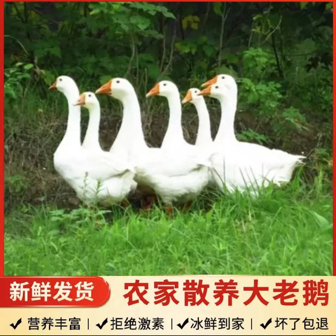 到手五斤左右农家土养走地大鹅整只冷链顺丰发货