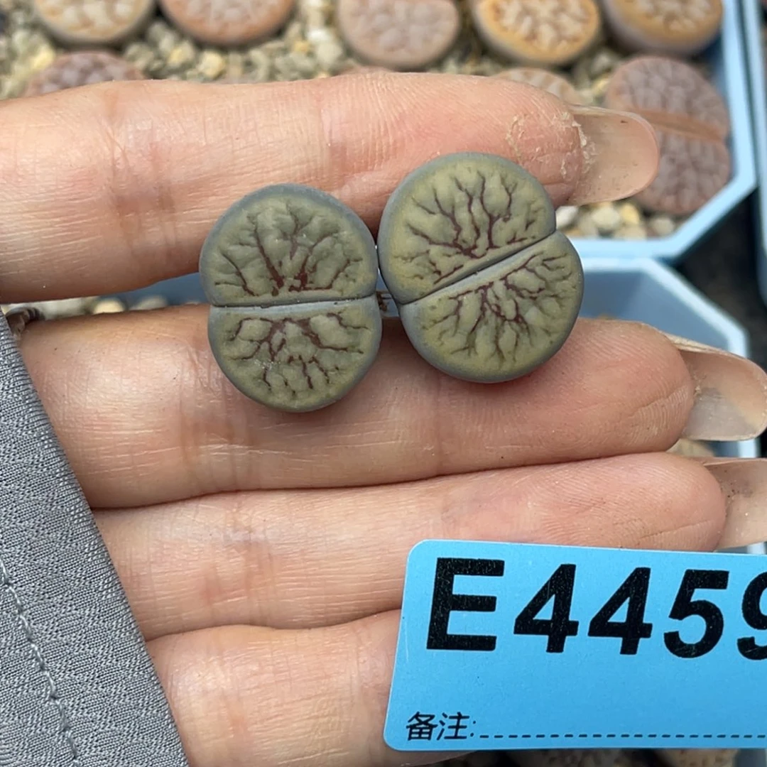 麻***余4459线招福两颗专拍