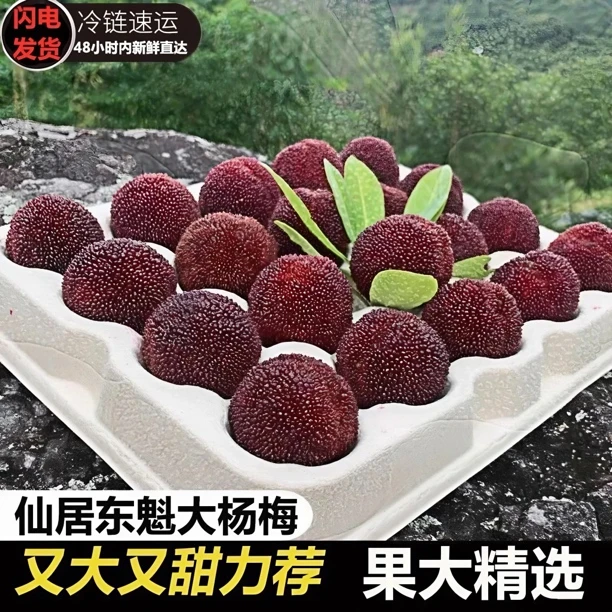 正宗仙居东魁杨梅大果新鲜现摘礼盒颗粒包装顺丰冷链空运整箱当季