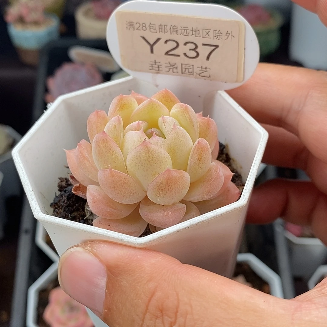 0237 梦幻芭比 4.5cm