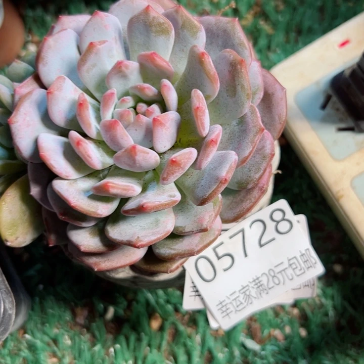 幸运的是我还在努力地生活