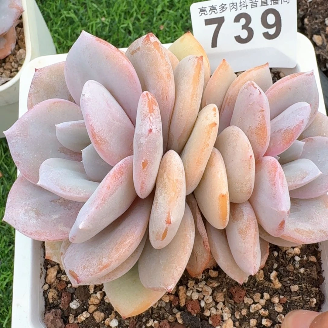 奶茶         多肉植物
