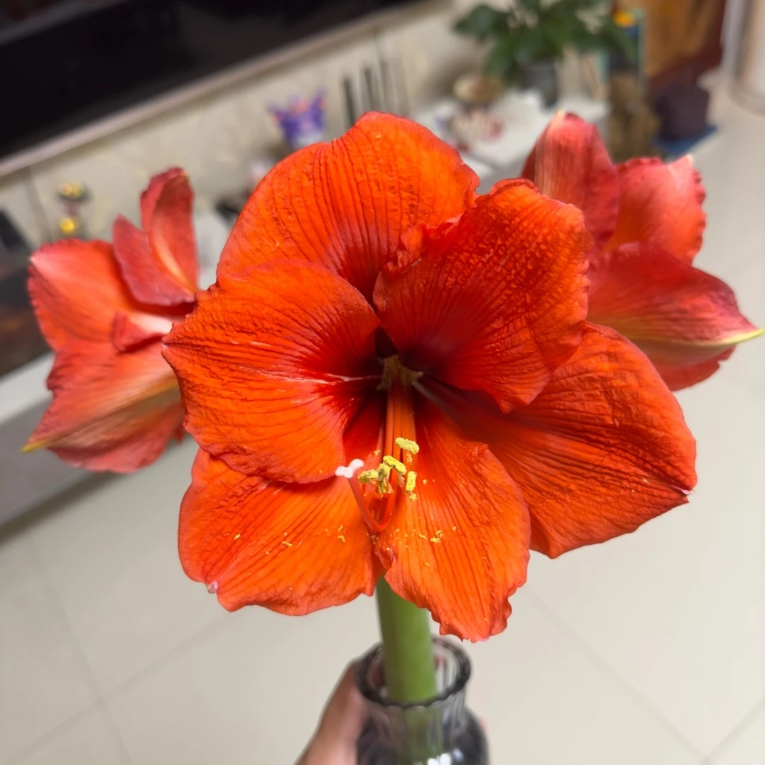 【橙色赛维】秘鲁进口朱顶红单瓣橘红色大花多年生新手好养裸球发货