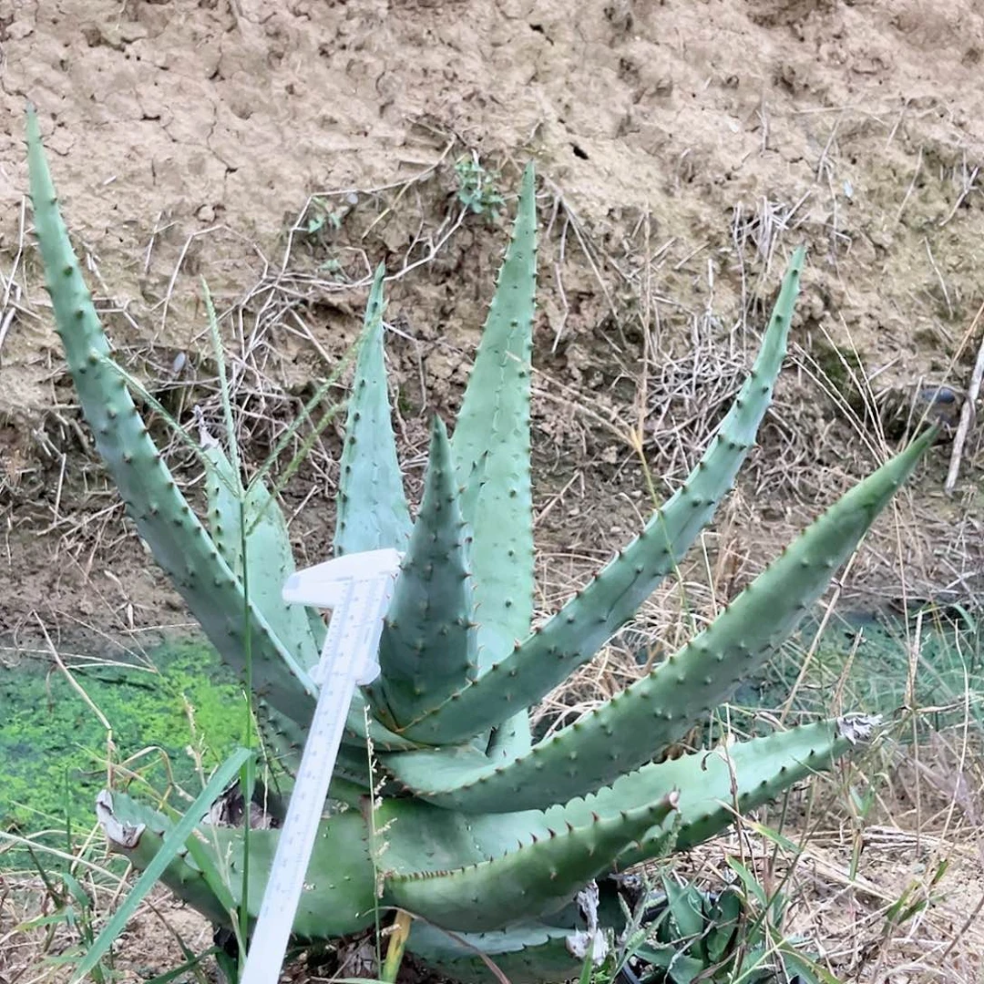 多肉植物好望角芦荟