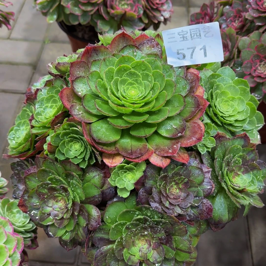 铿****虹多肉植物571花月夜