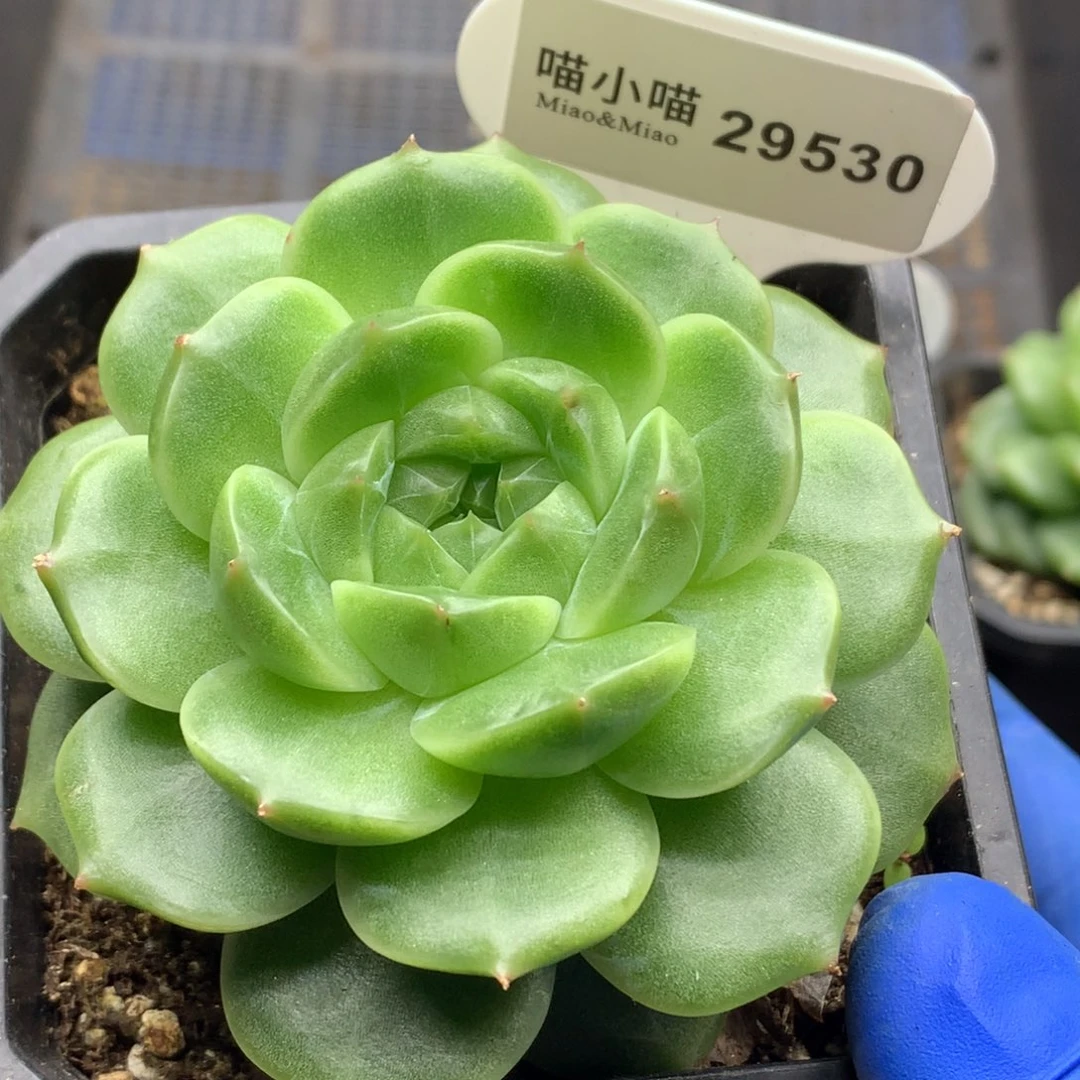 多肉植物杂交珍妮