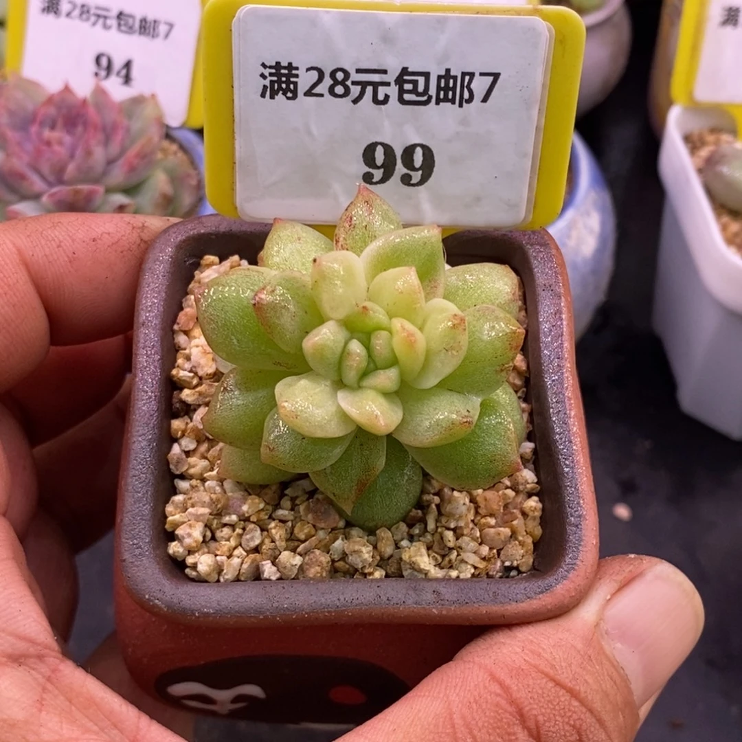 799粉钻石化拉丝锦……