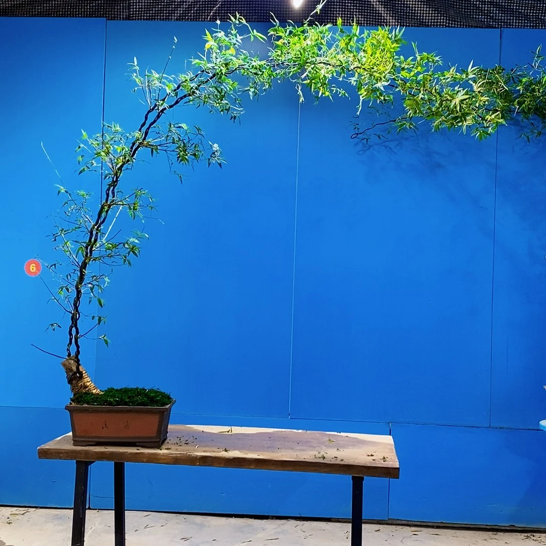 布**名小叶簕竹一物一拍