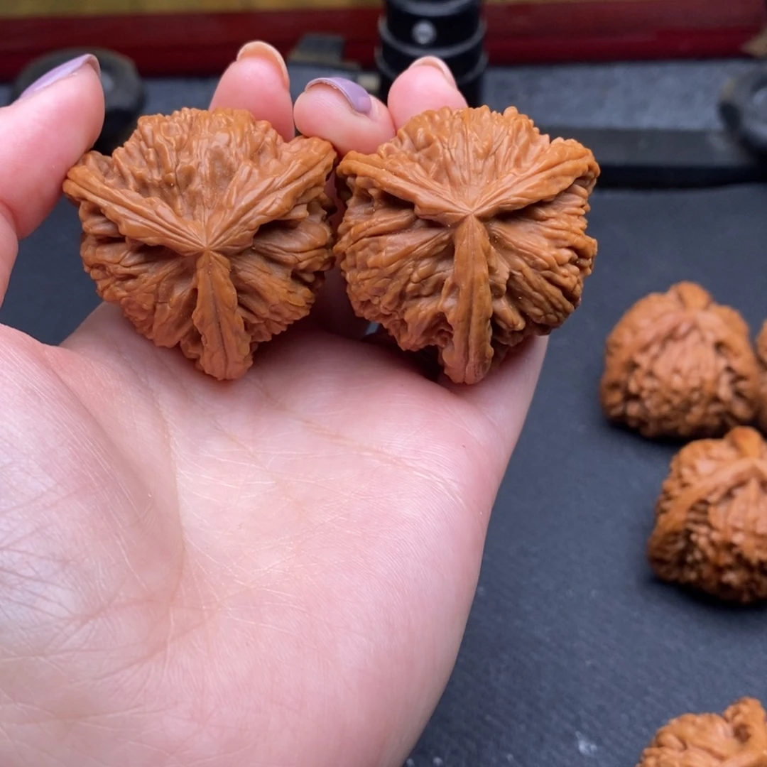 壹*贰白狮子11111111