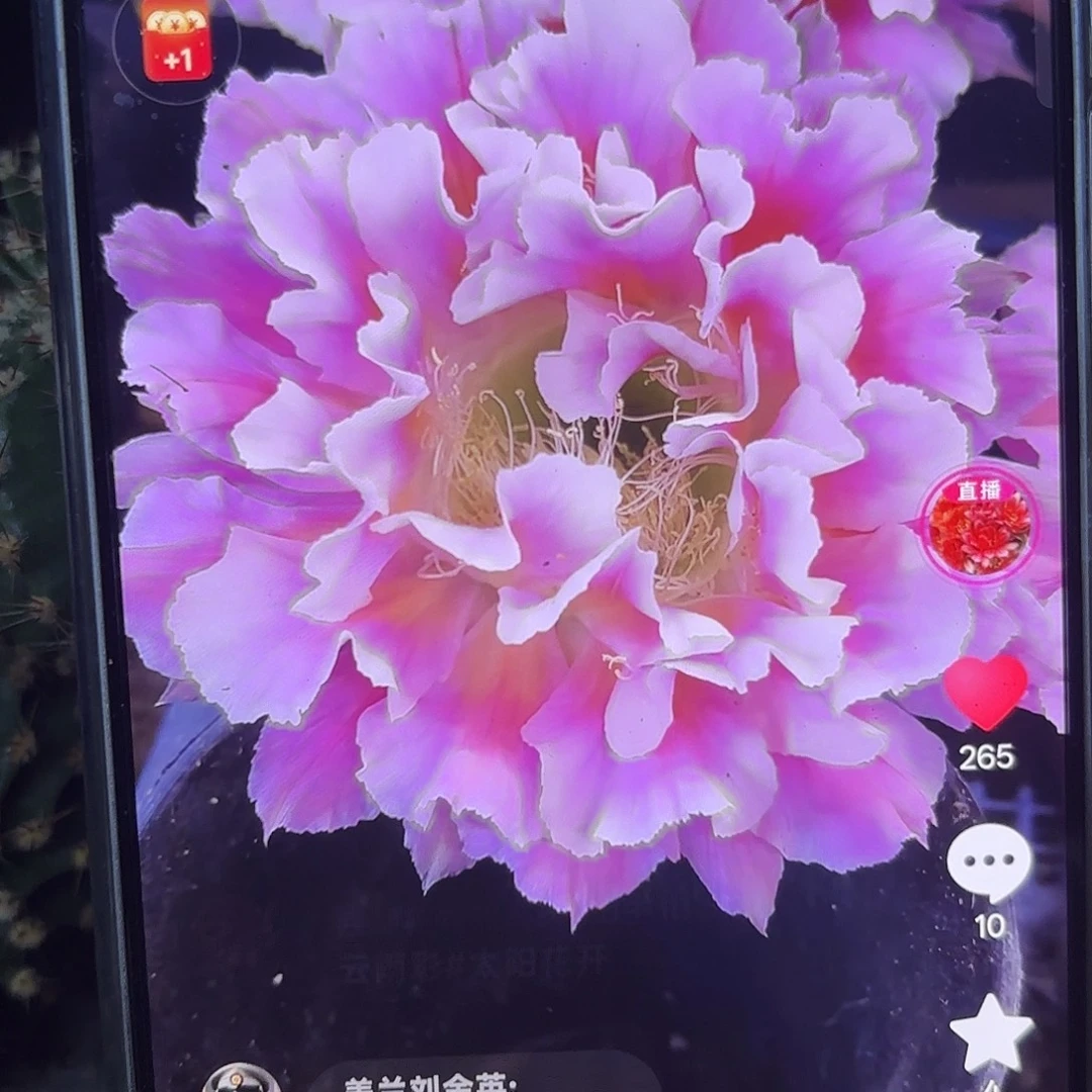 云羽彩侧牙20包邮仙人球50