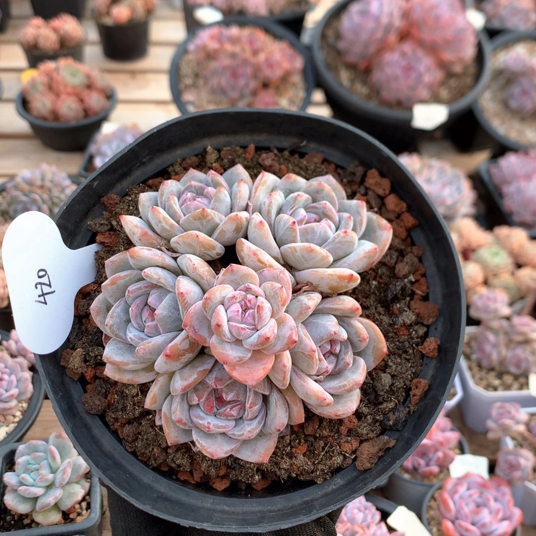 11厘米六头捧花石榴籽 无砍 420