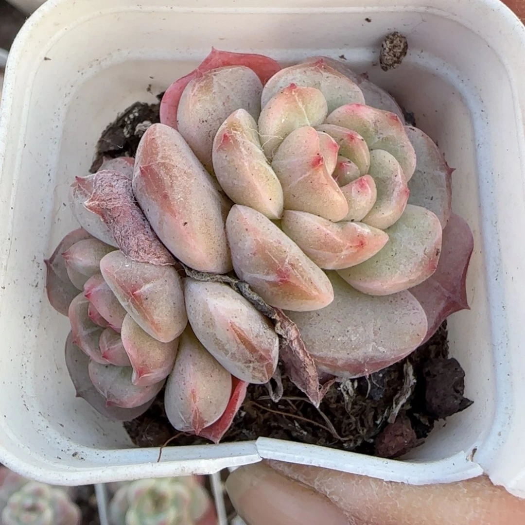 小卡拉米糖心一物一拍