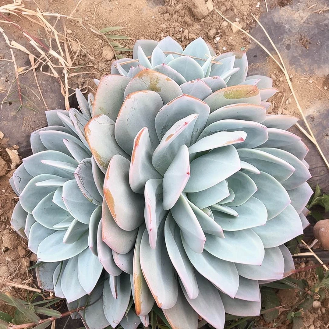 奶茶3头18.8多肉植物