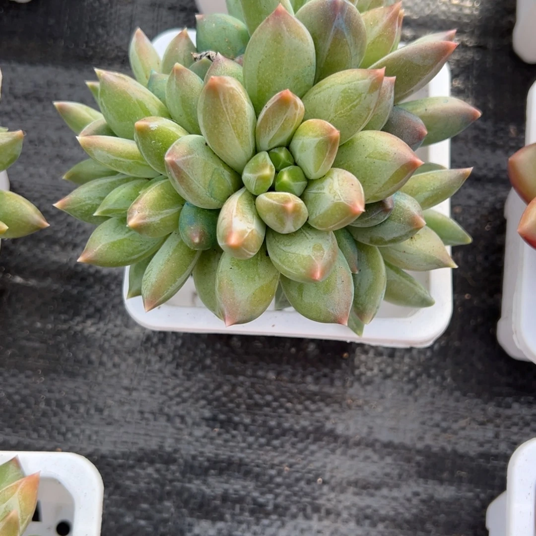 D***儿重楼多肉一物一拍多肉