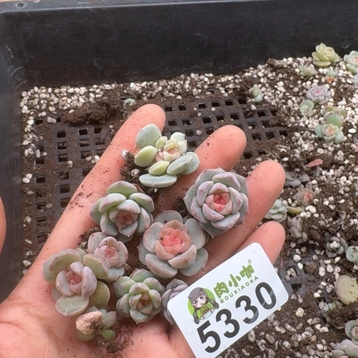 多肉植物多肉植物