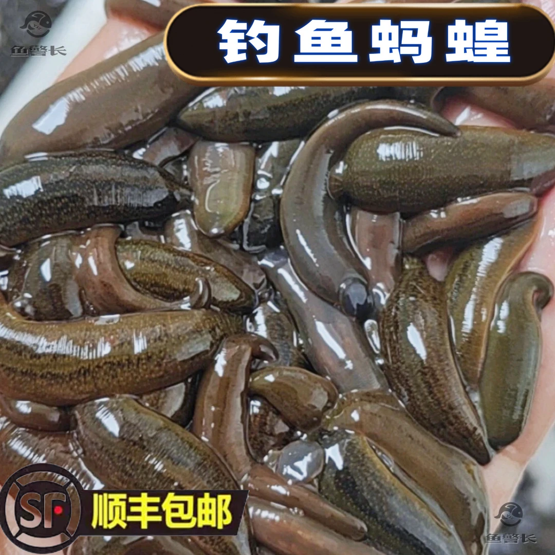 【全国发货】钓鱼蚂蝗活性好可钓江团草鱼黄辣丁鲶鱼等多种鱼