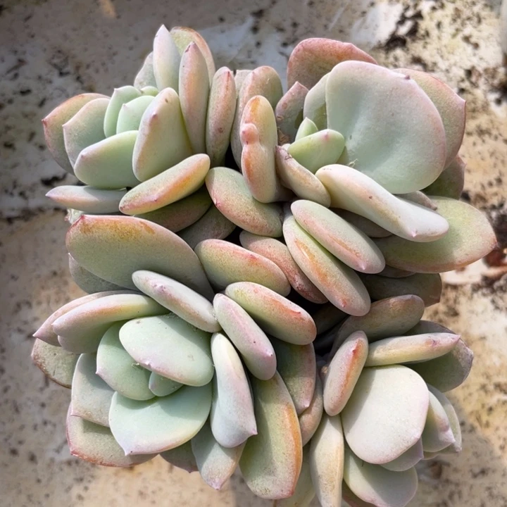 韩版奶茶，4头，无砍