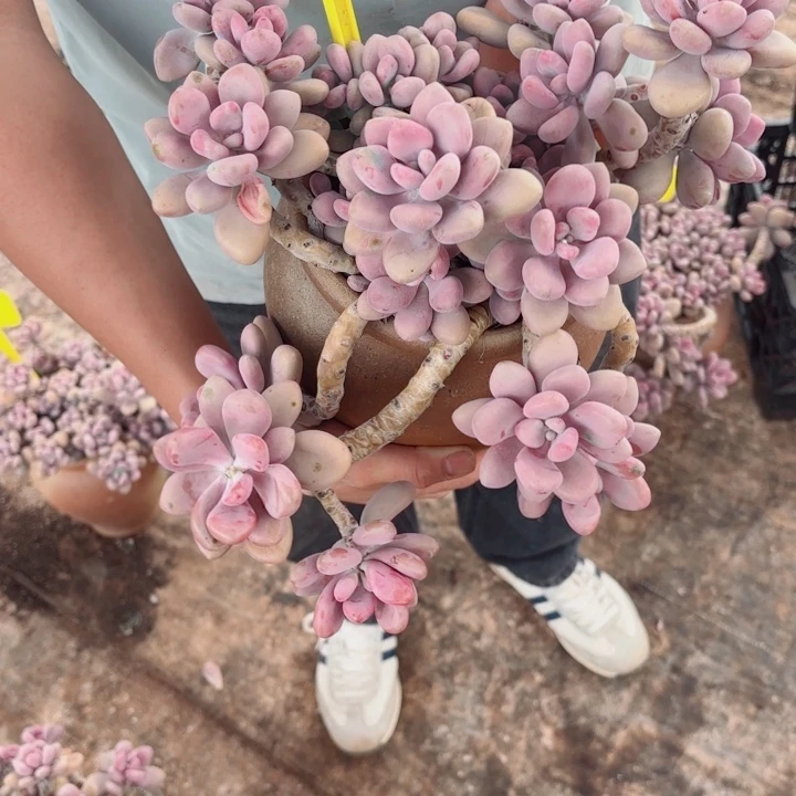 梅**^94号桃蛋多肉植物