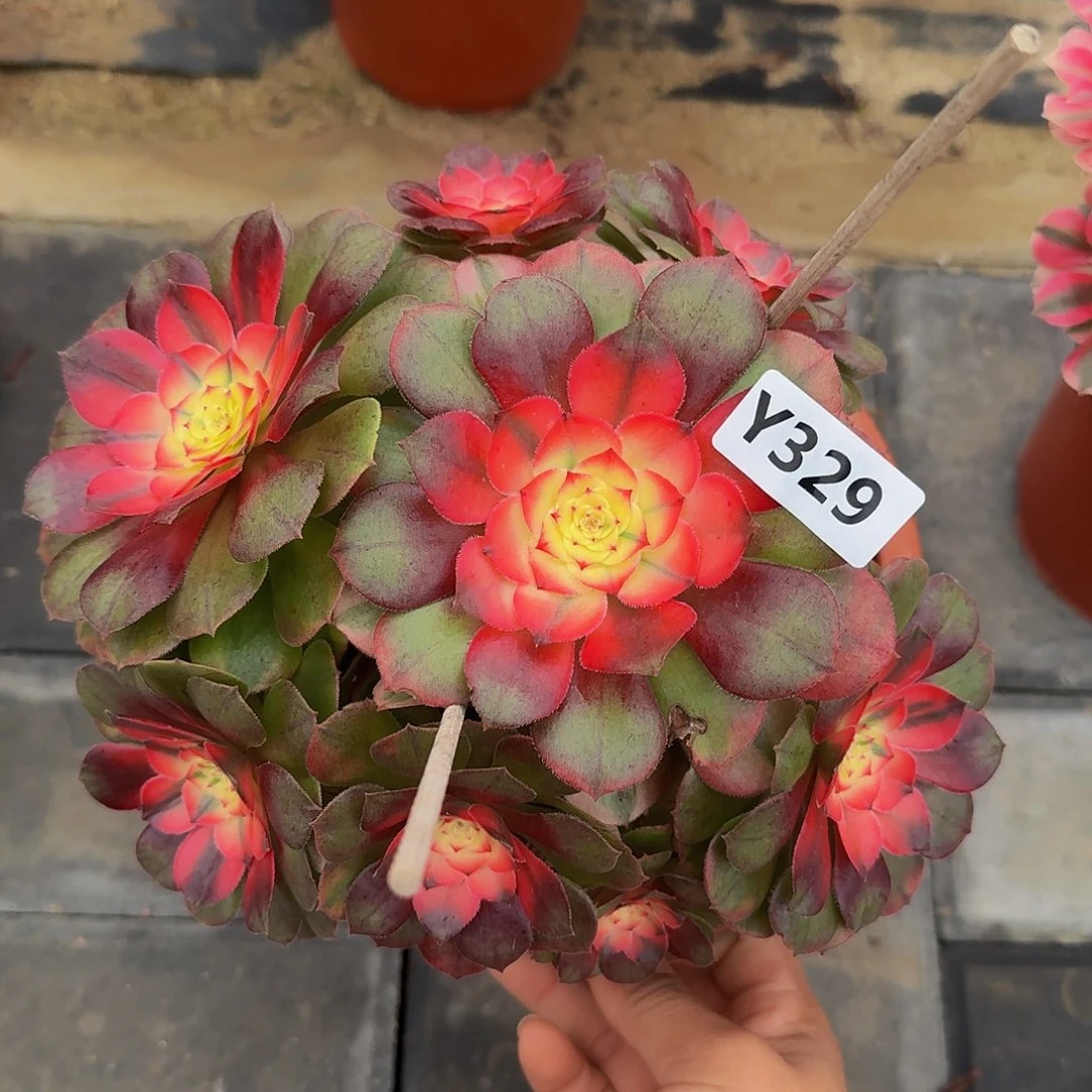 329荔枝3333冠服17.8左右