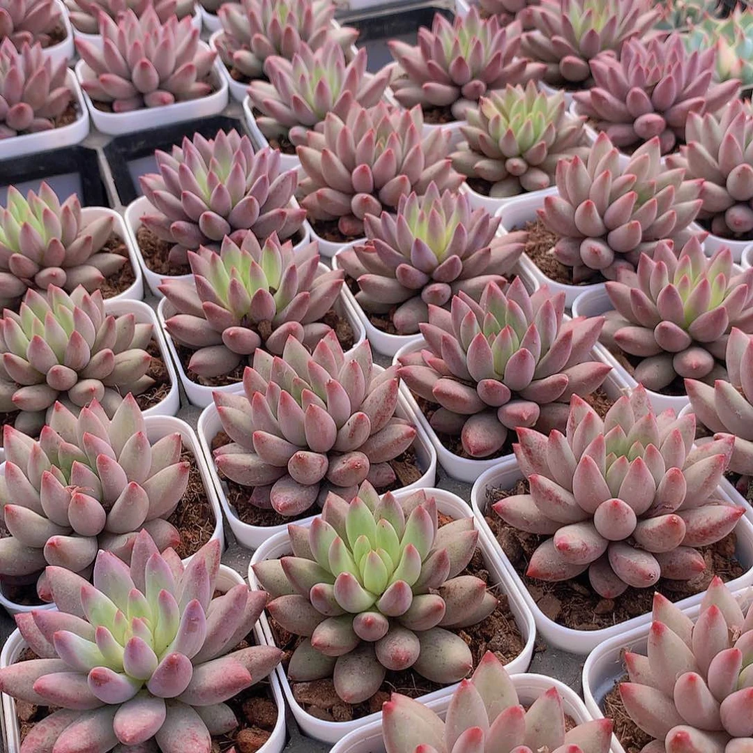 流沙体虞美人34567899000