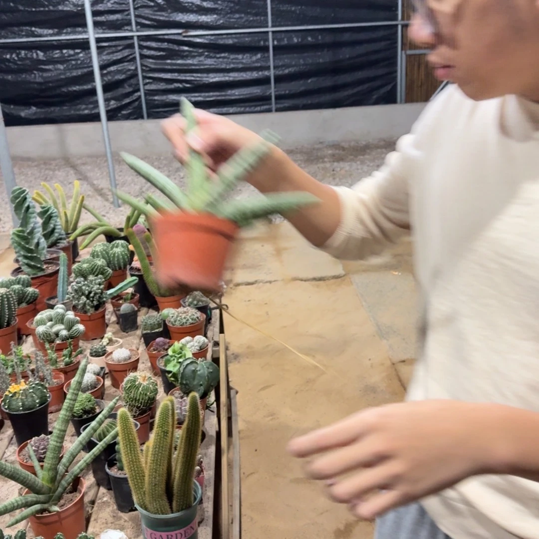 佛手虎皮兰单颗裸根发货