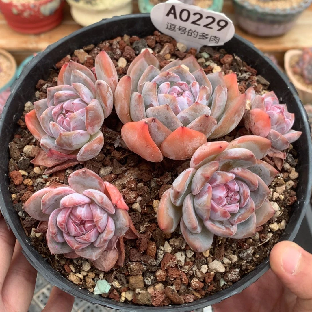 A0229 清仓！星影飘枝 老桩 有砍 13cm