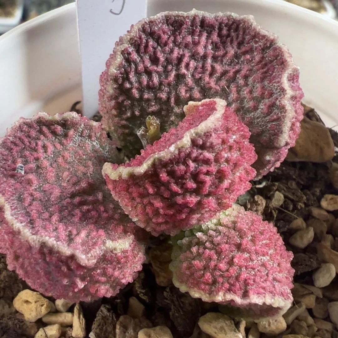 实生新品多肉植物水泡多肉植物