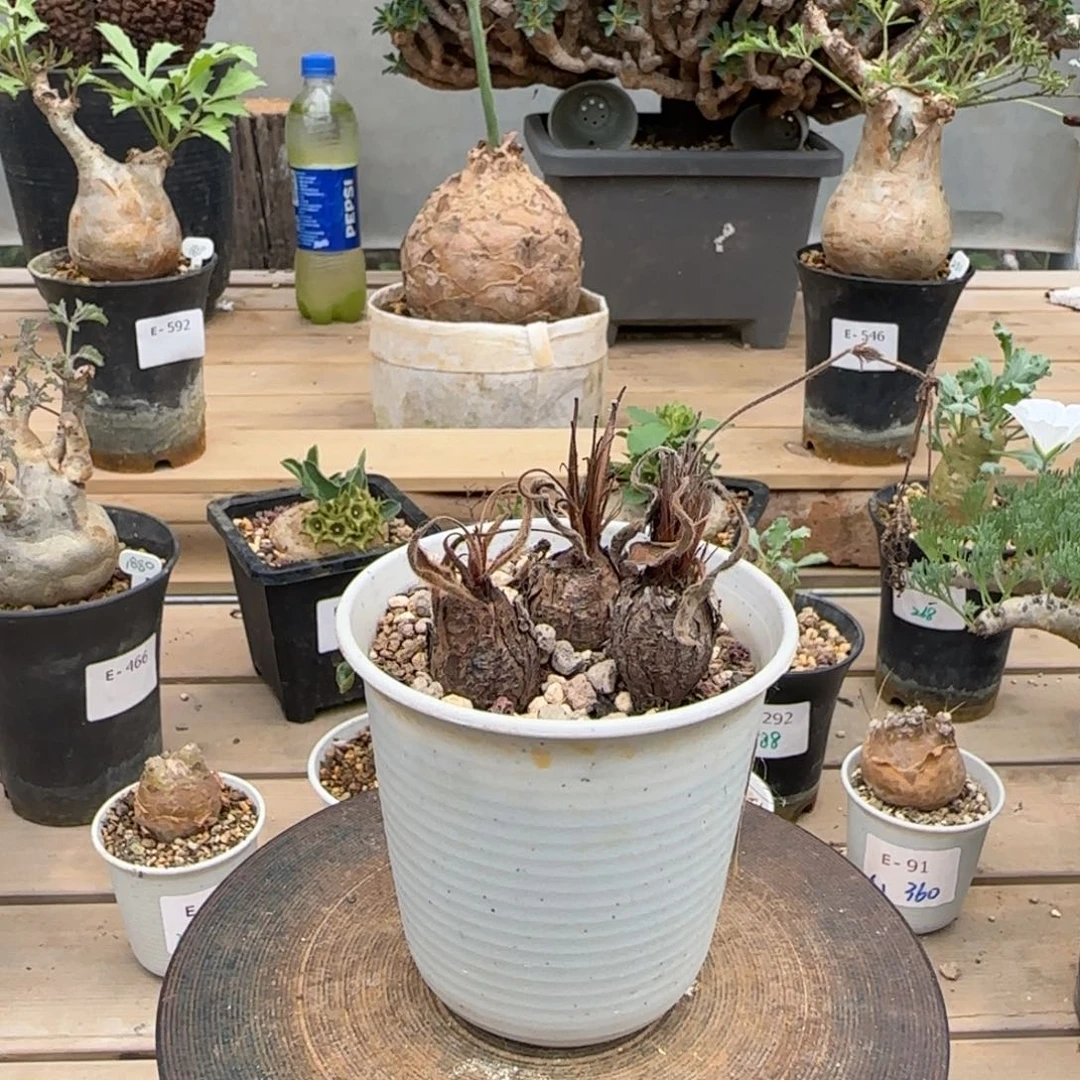 冰晶洋葵单珠价格块根植物