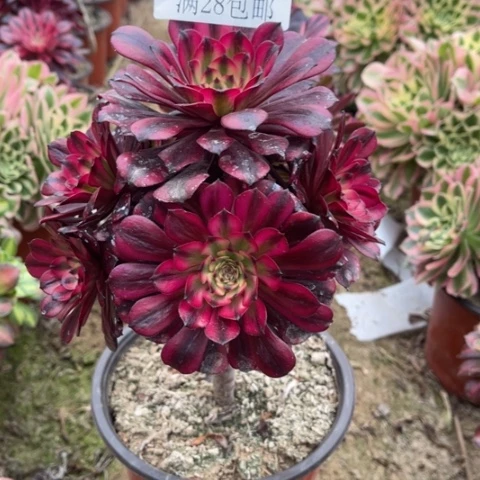 美姬多肉多肉5617