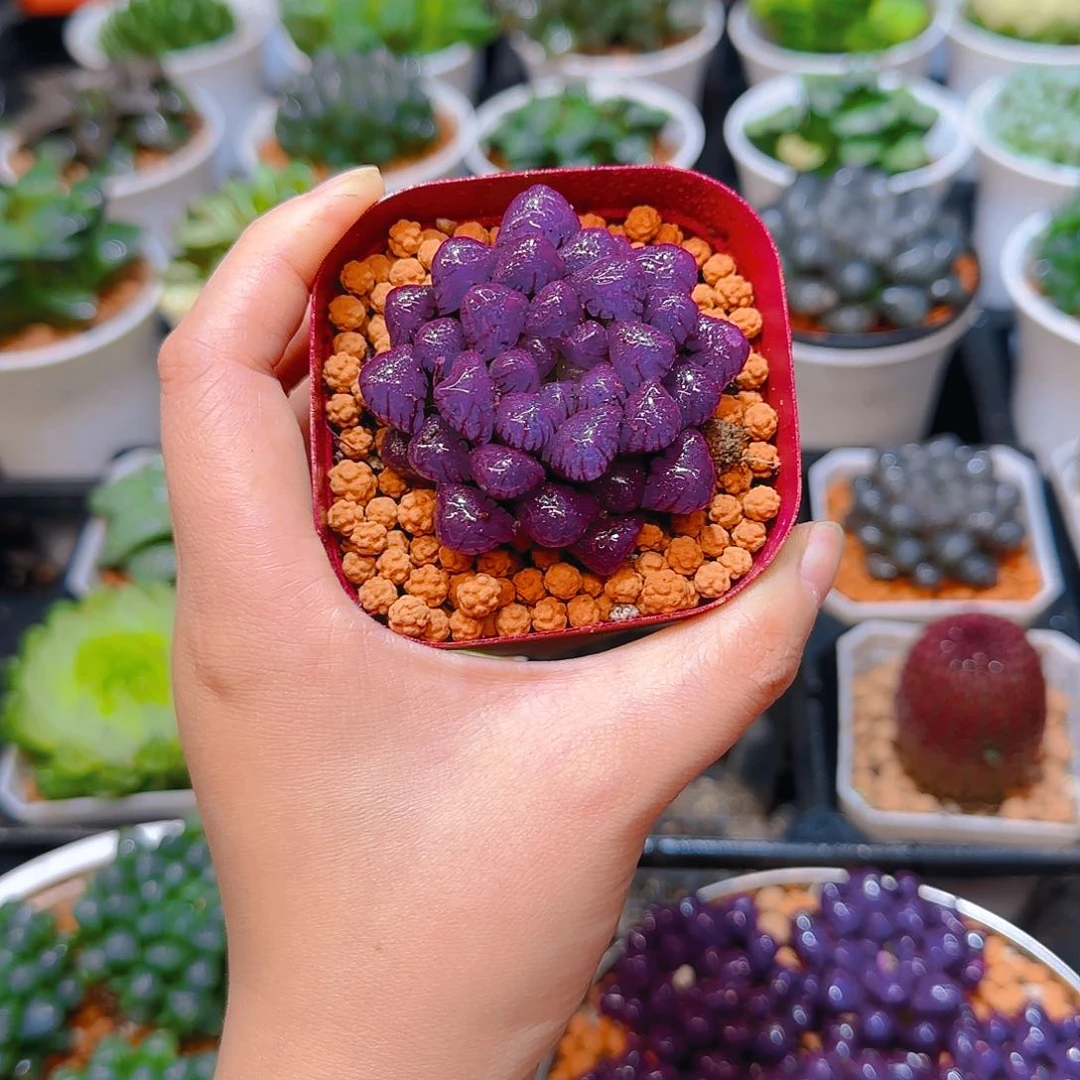 紫宝石冰灯玉露，原盆