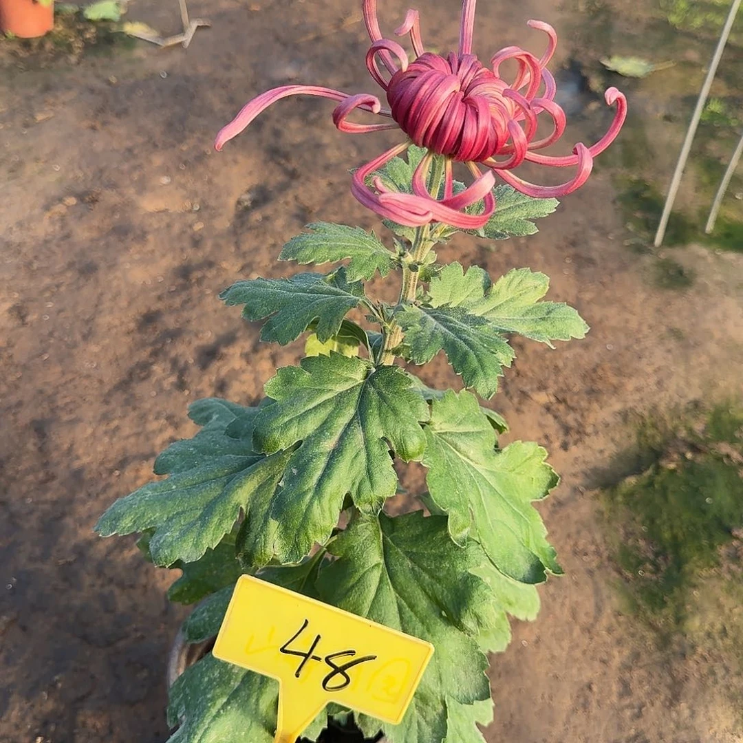 大部分花苞少量开放48花神